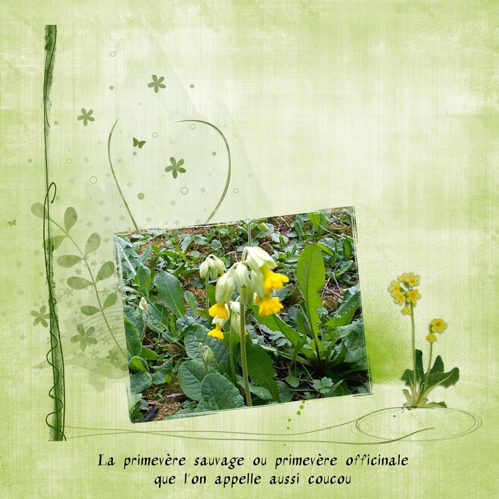 Primevère sauvage