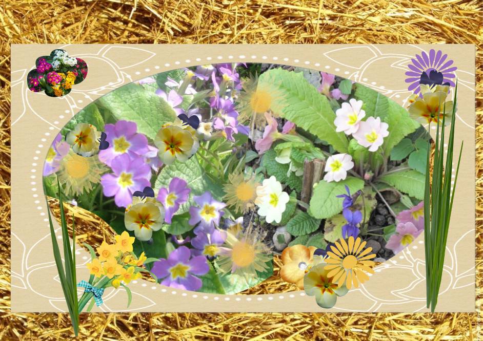 Primevères défi de Max