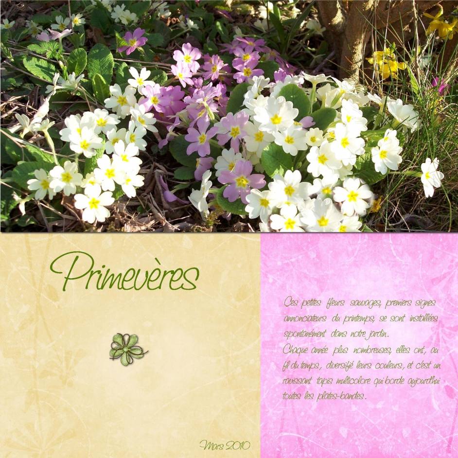 Primevères