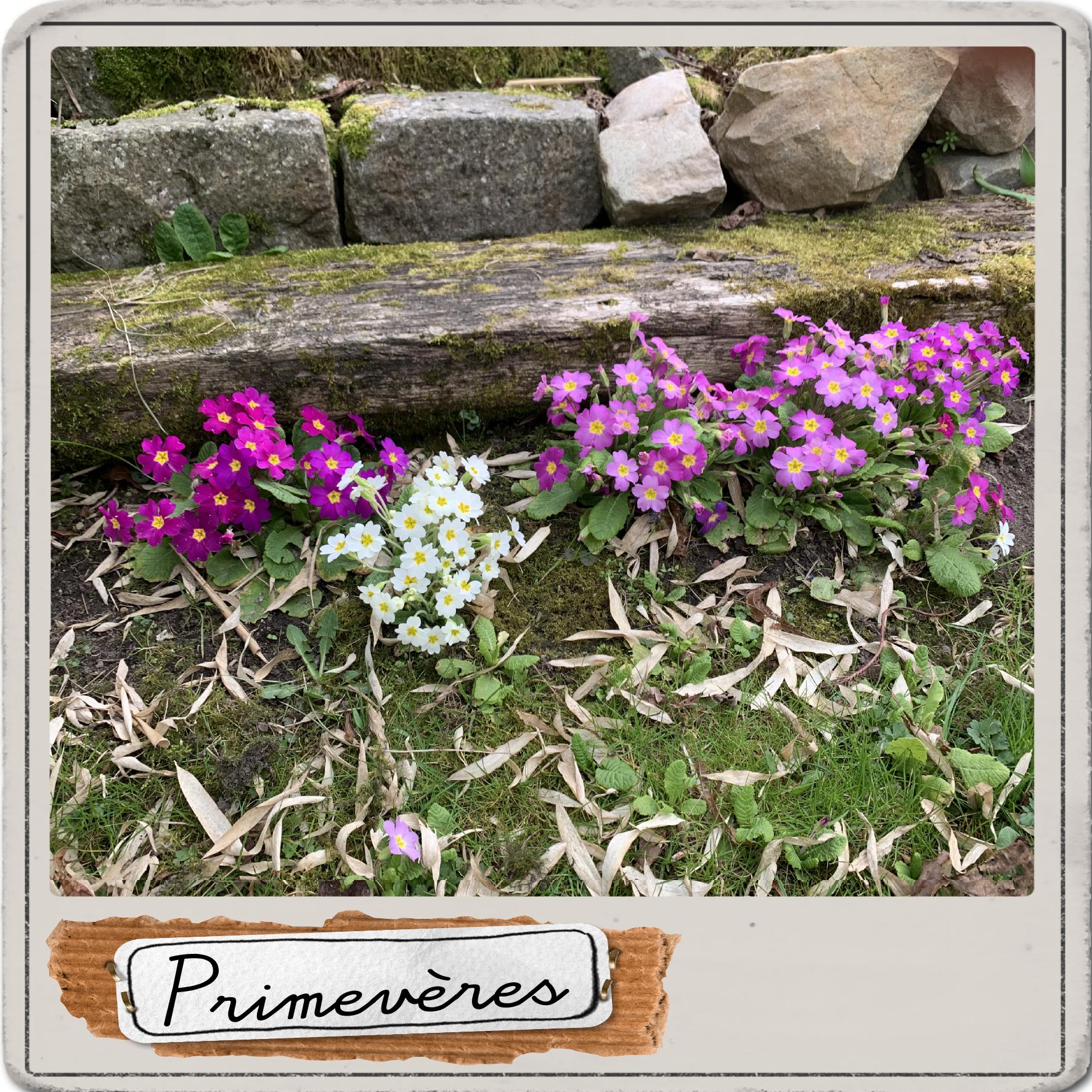 primrvères.jpg