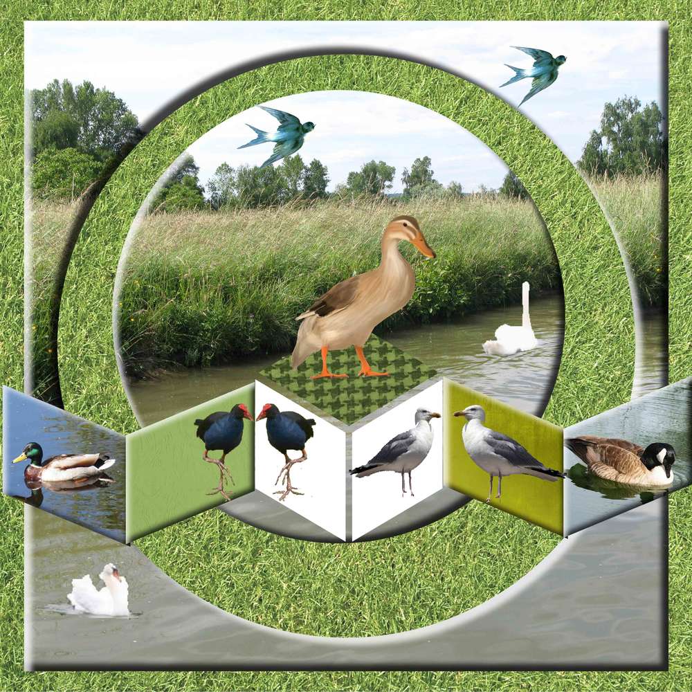 promenade au bord de l'eau