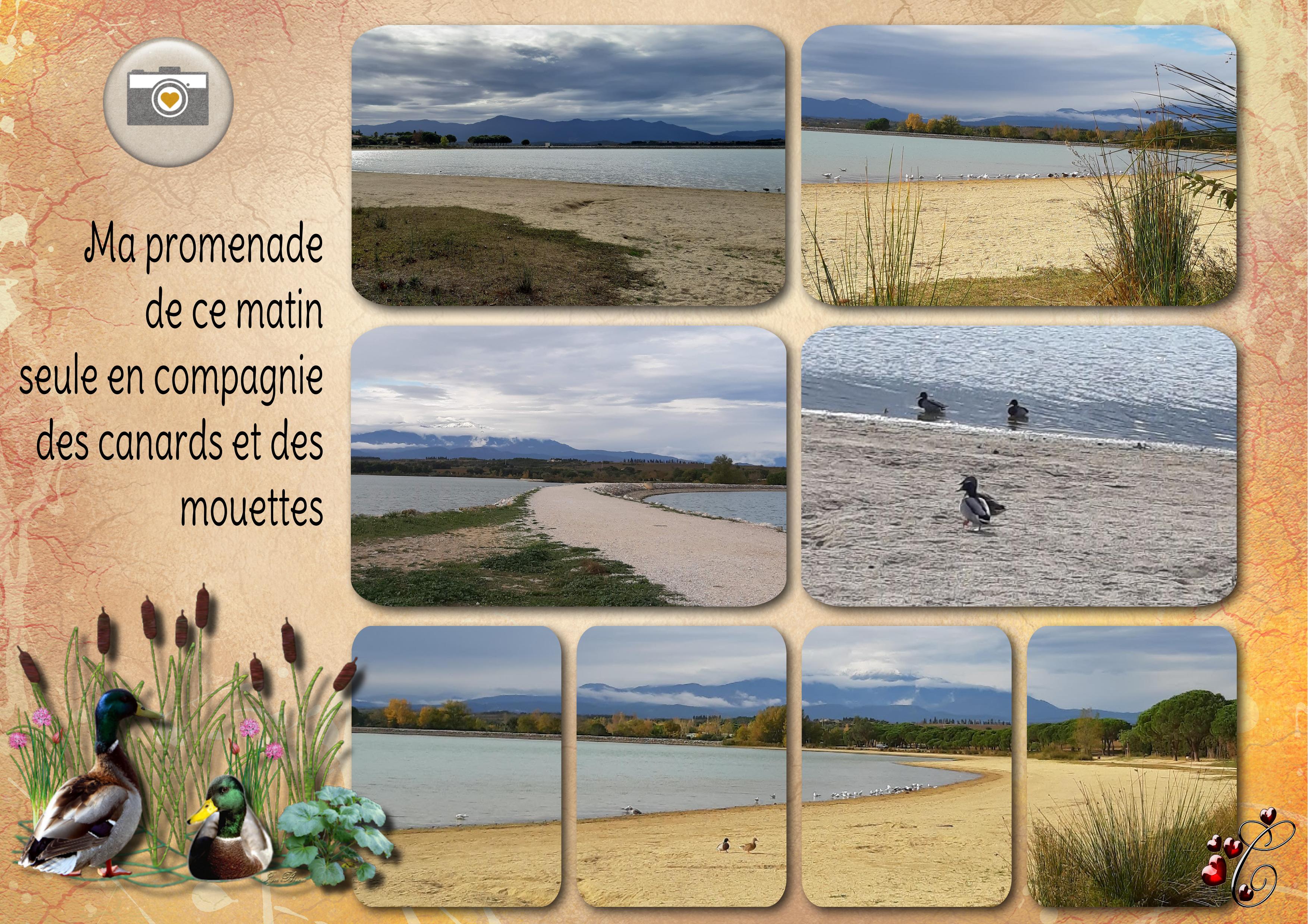 promenade de ce matin.jpg