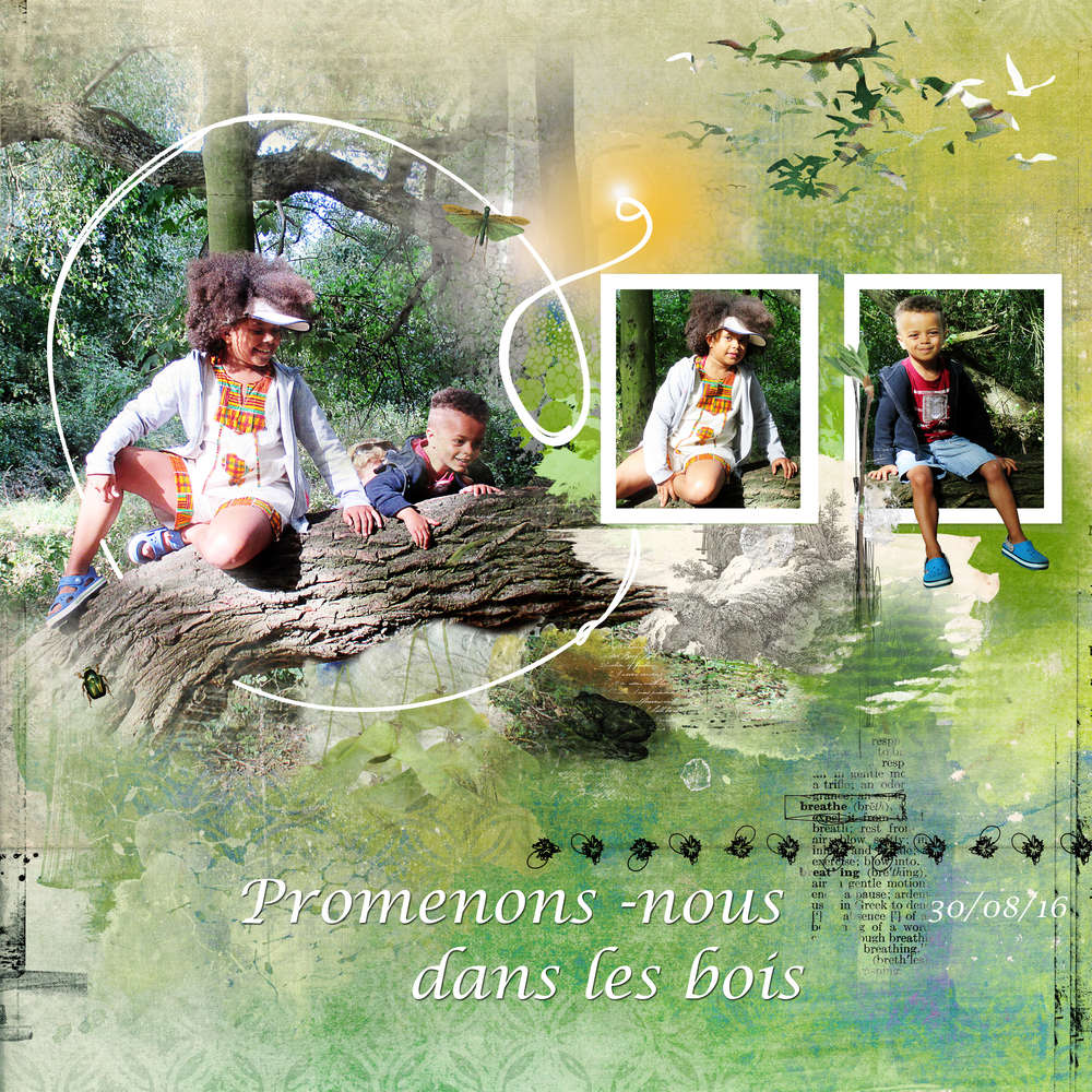 promenade en forêt 30/08/16