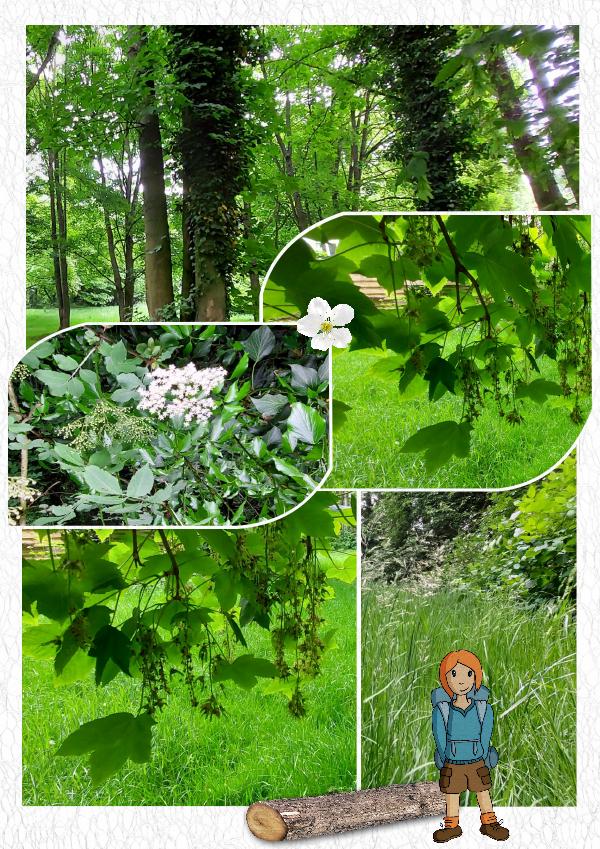 Promenade en sous-bois