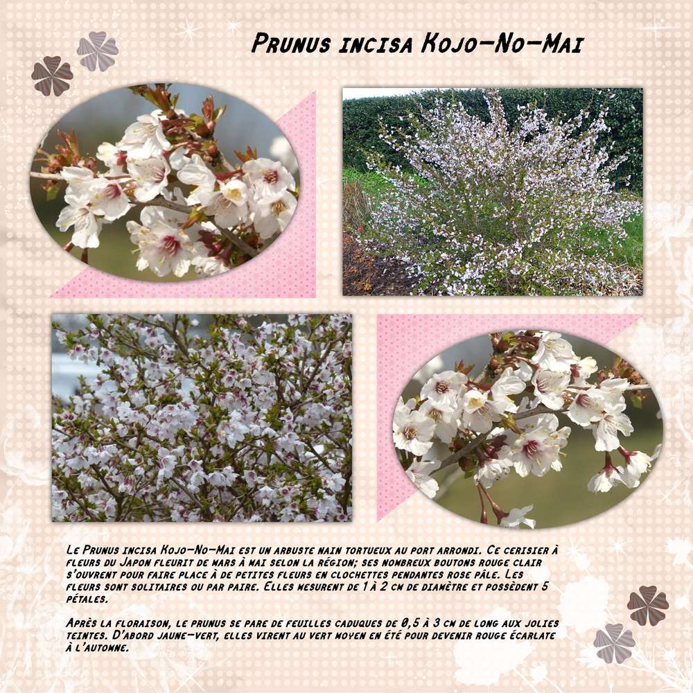 Prunus Kojo-no-mai