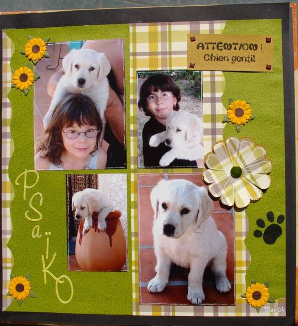 Psaïko petit labrador