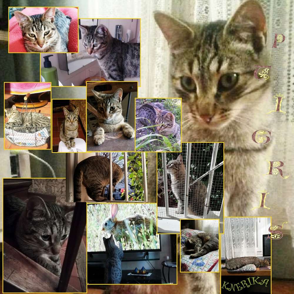 ptigris_du_05-02-19_OK