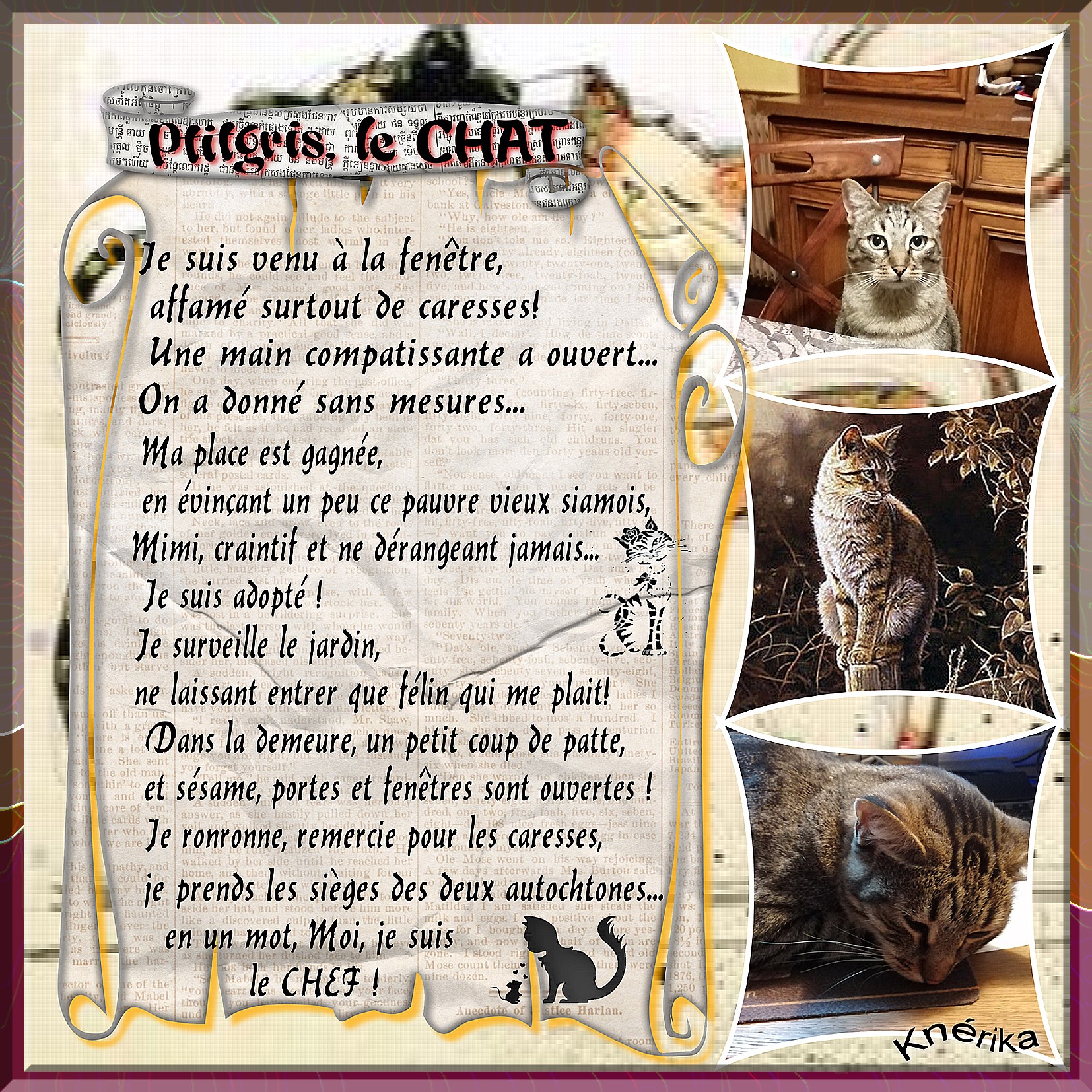 ptitgris le chat, chef,jpg