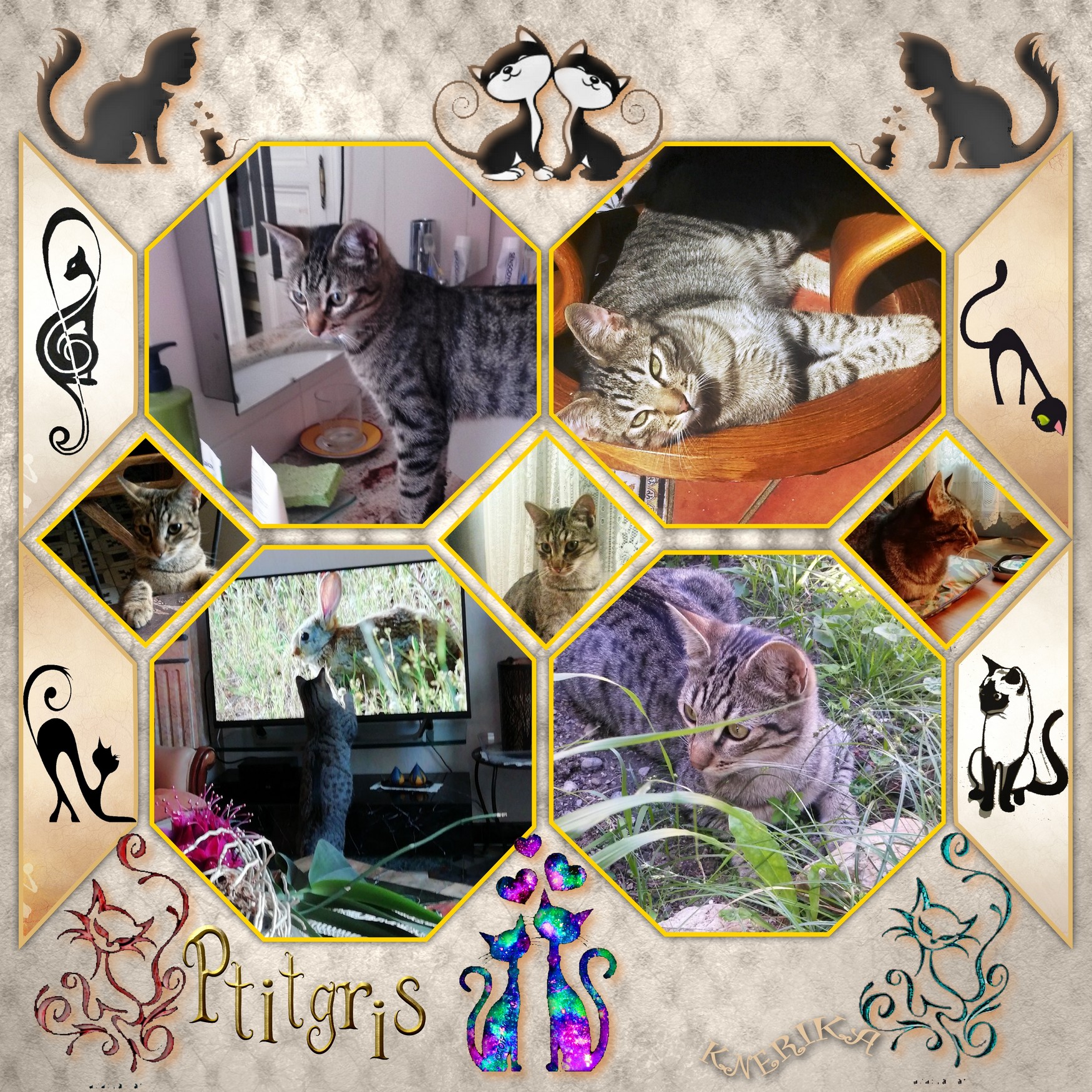 Ptitgris un de nos chats.jpg