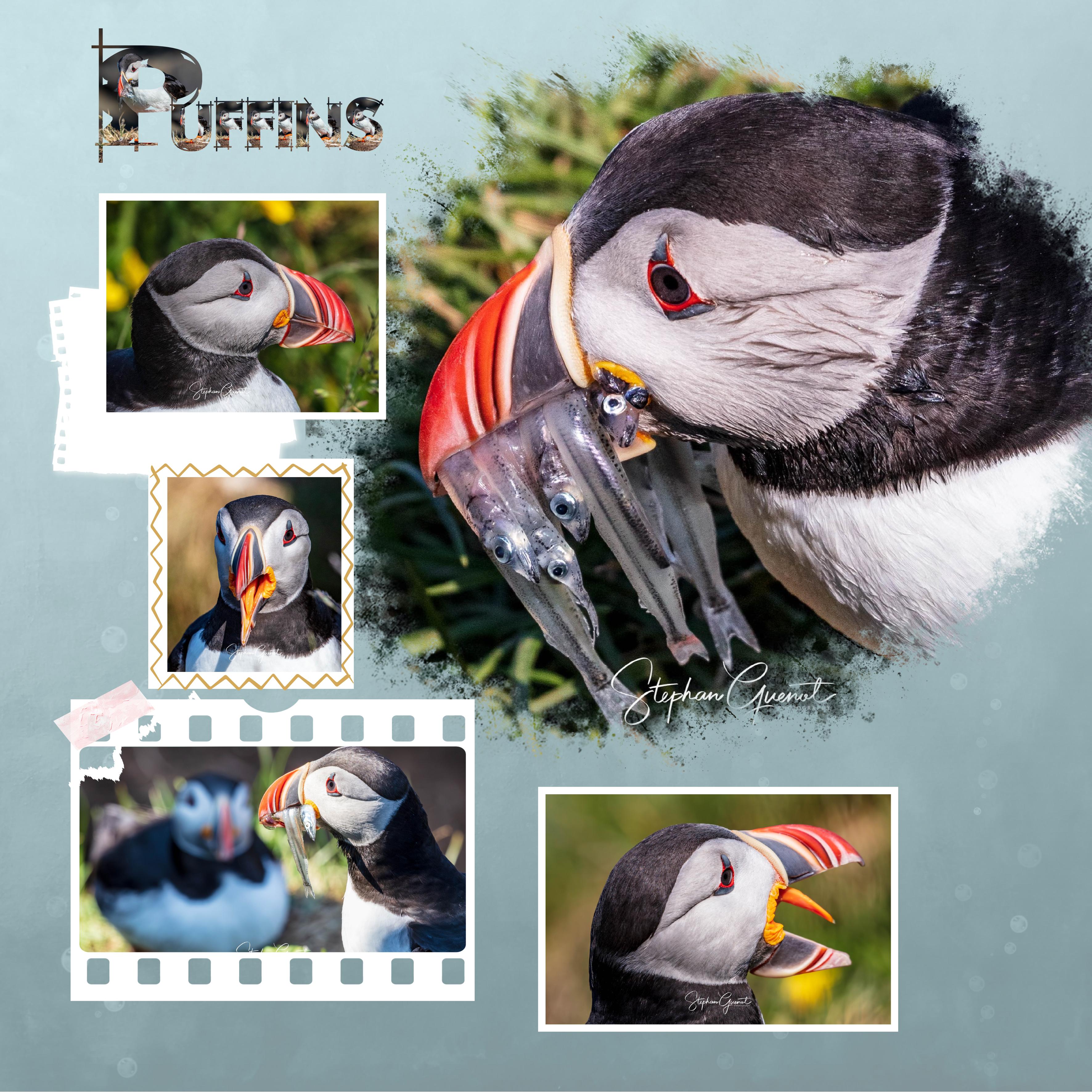 Puffins (page 1).jpg
