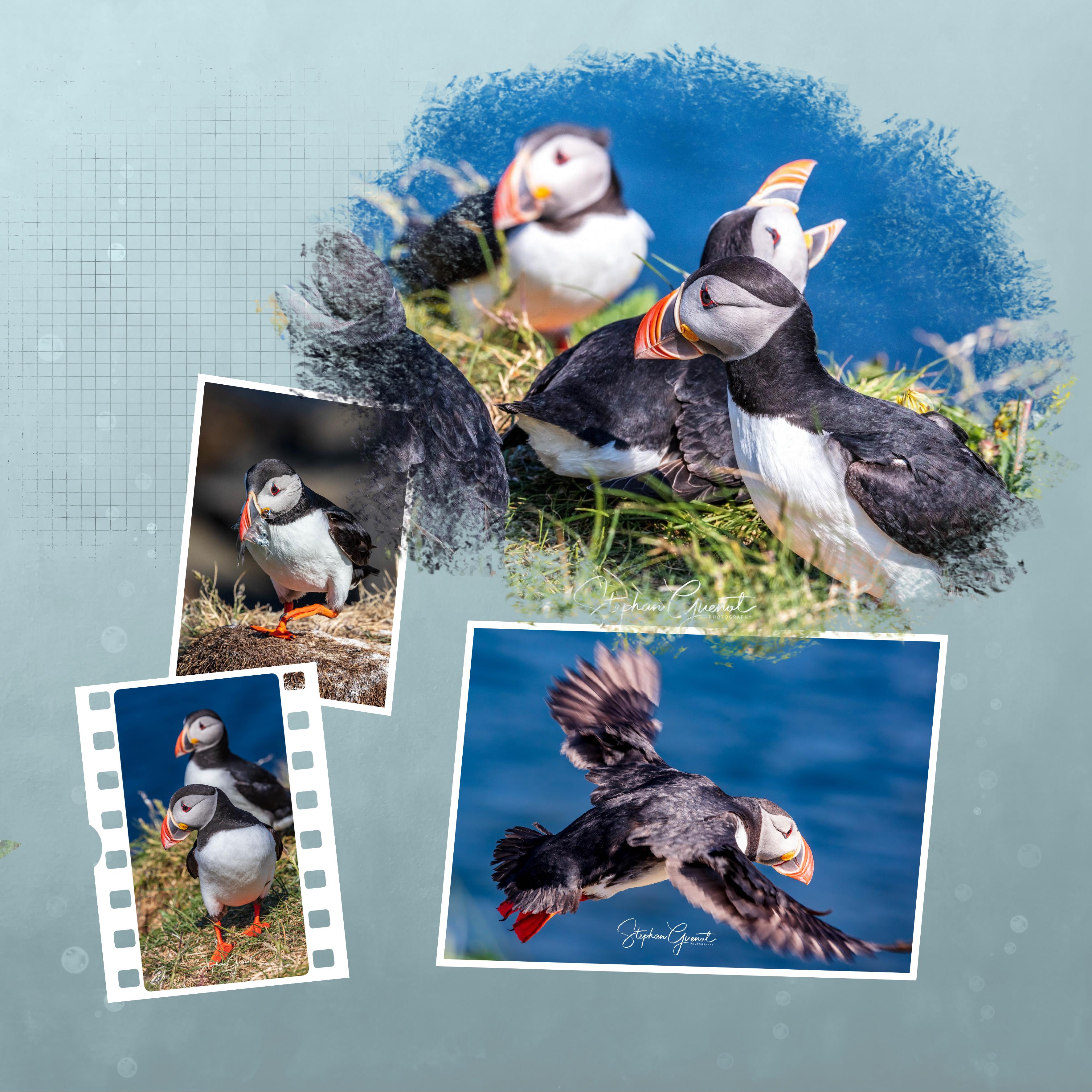 Puffins (page 2).jpg
