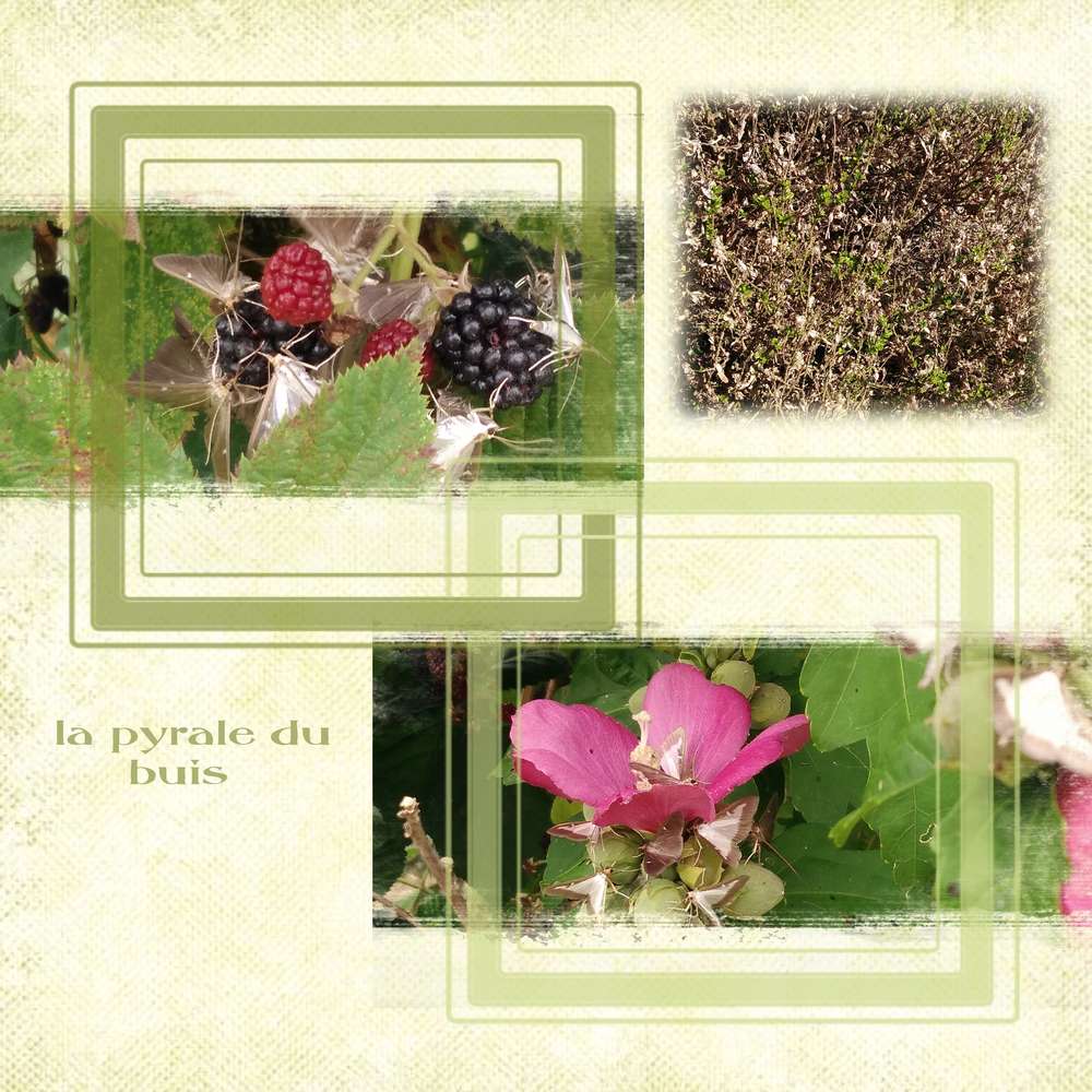pyrale du buis