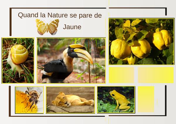 QUAND LA NATURE SE PARE DE JAUNE