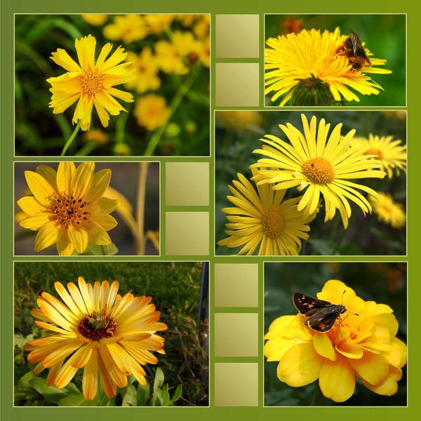 QUAND LA NATURE SE PARE DE JAUNE