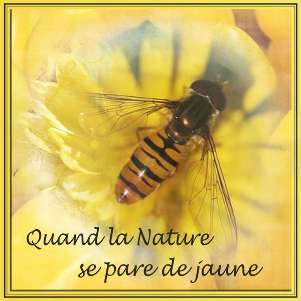 QUAND LA NATURE SE PARE DE JAUNE