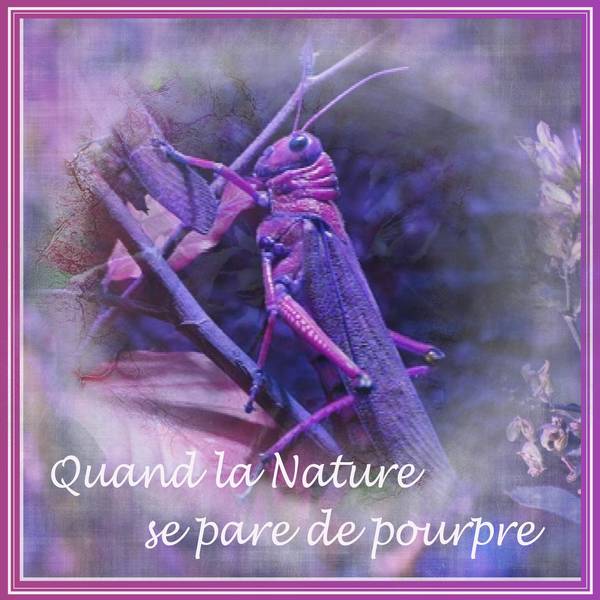 QUAND LA NATURE SE PARE DE POURPRE