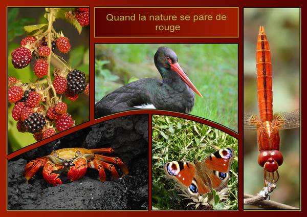 QUAND LA NATURE SE PARE de ROUGE
