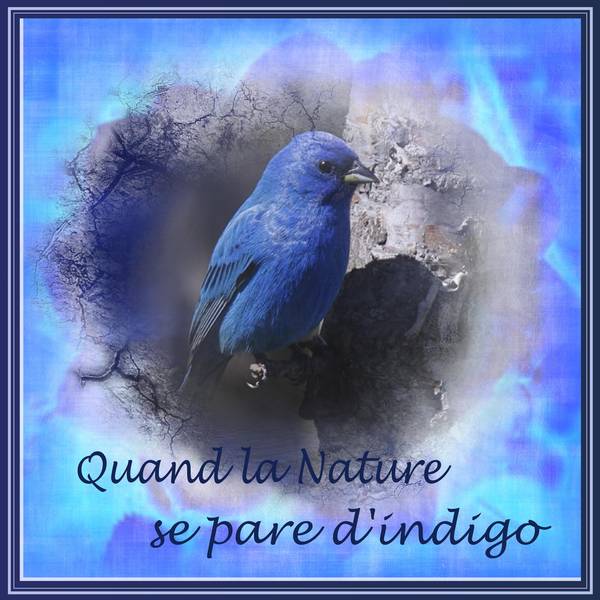 QUAND LA NATURE SE PARE D'INDIGO