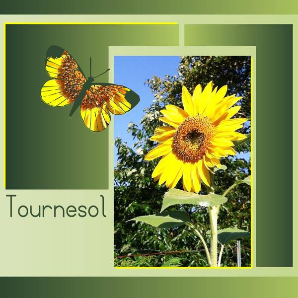 QUATRE - TOURNESOL