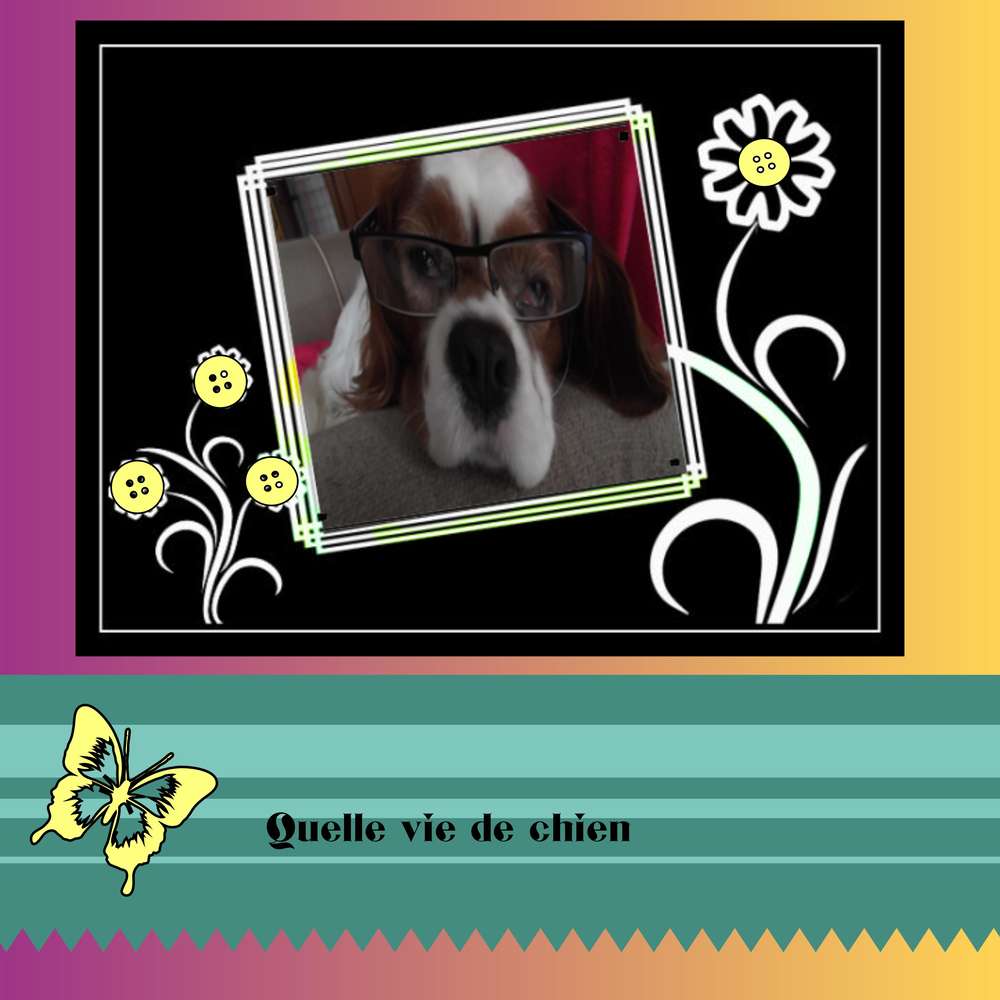 quelle_vie_de_chien1