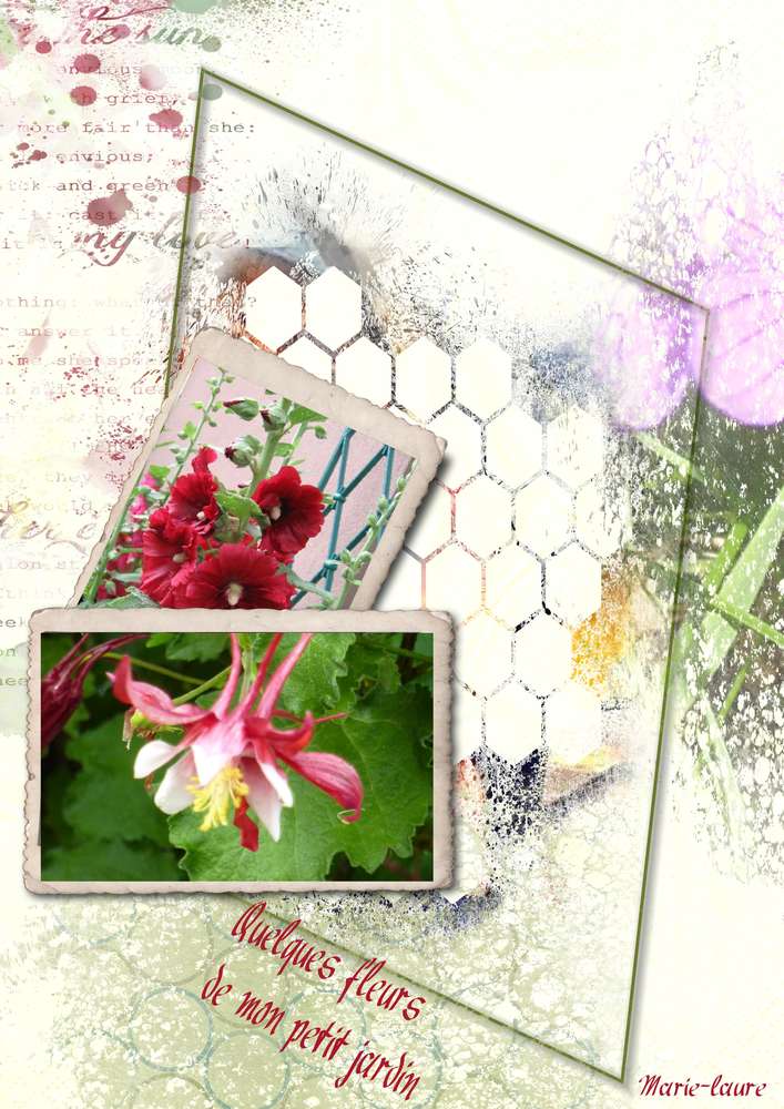 Quelques petites fleurs de mon jardin