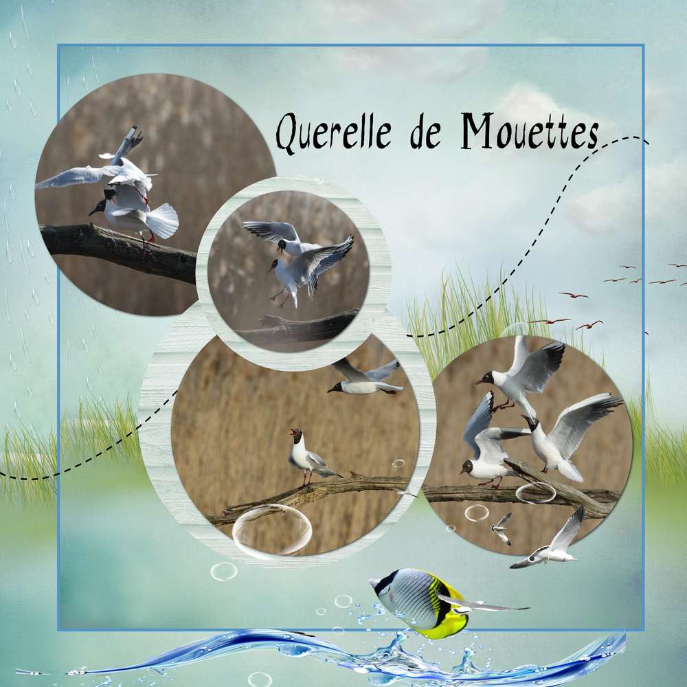 Querelle de Mouettes