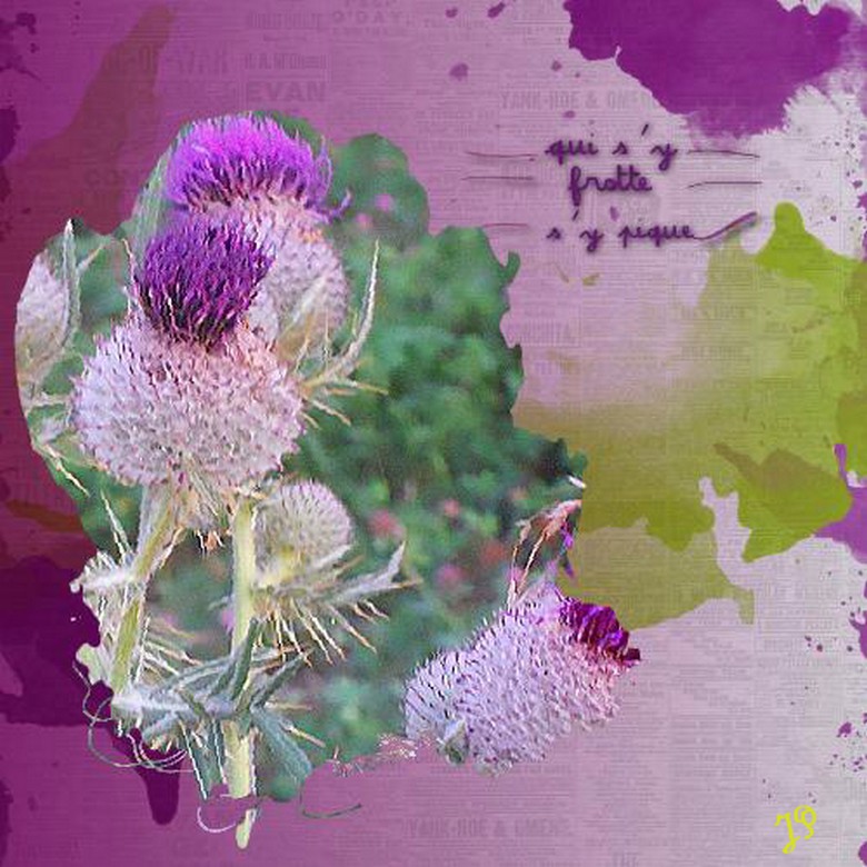 qui s y frotte s y pique.jpg