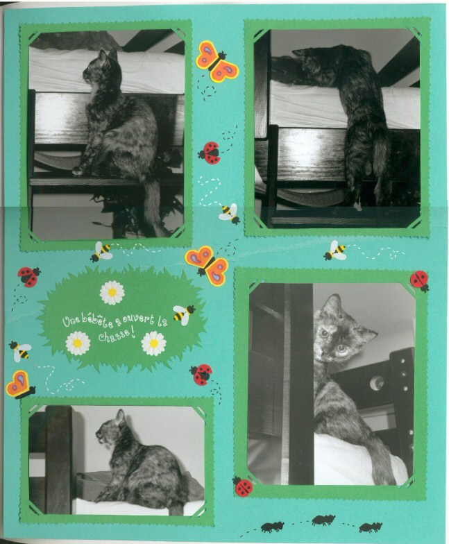 Quidditch à la chasse...