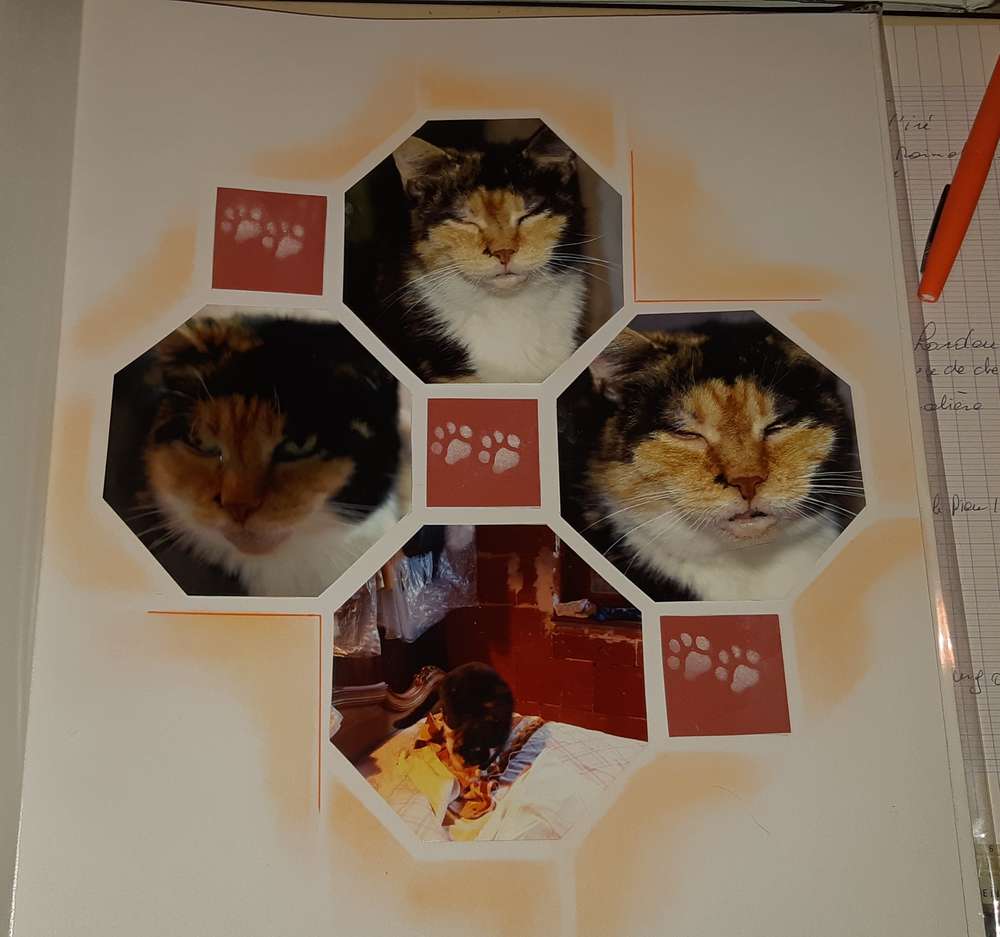 "Bizarre, ma chatte"