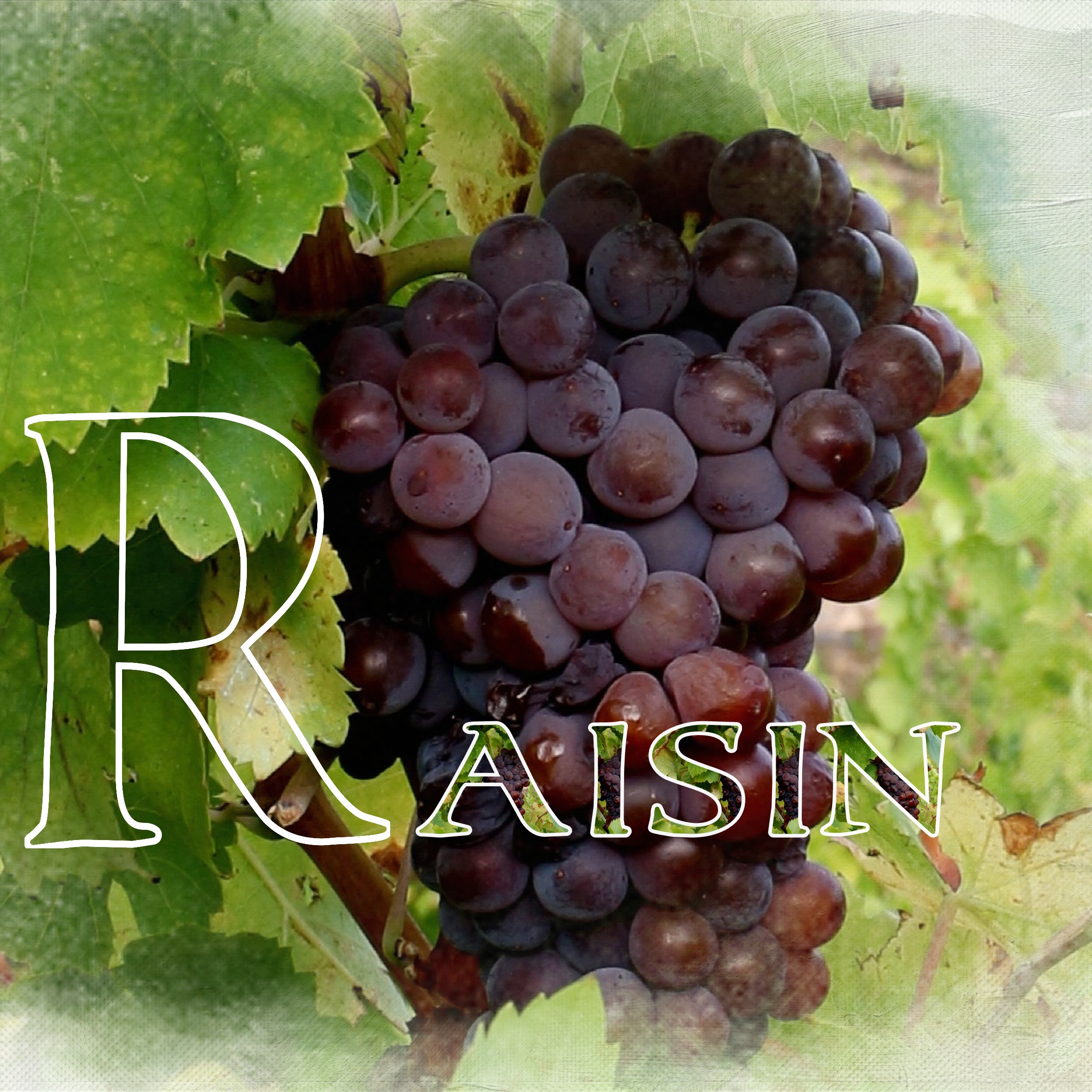 R comme raisin .jpg