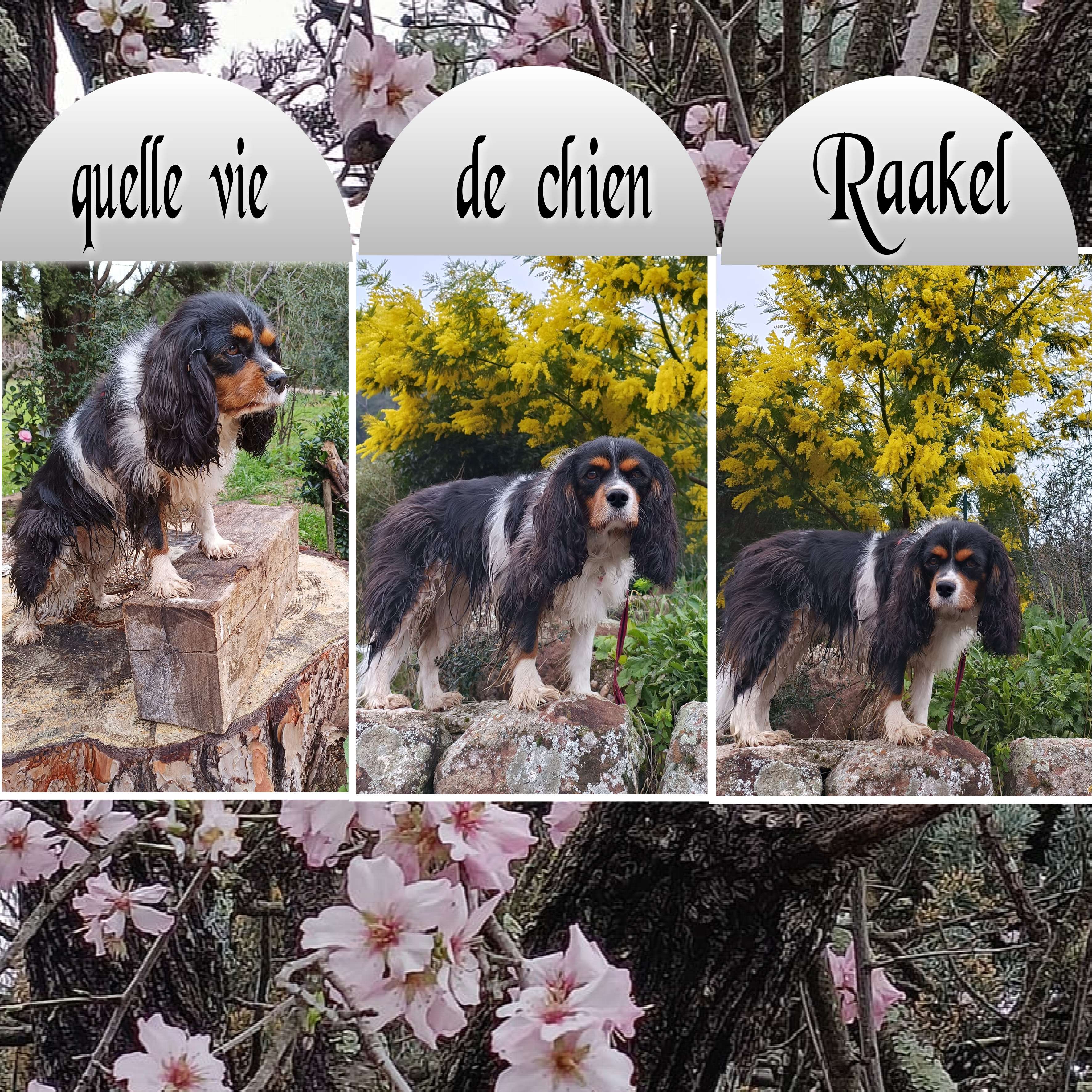 raakel  marque  page.jpg