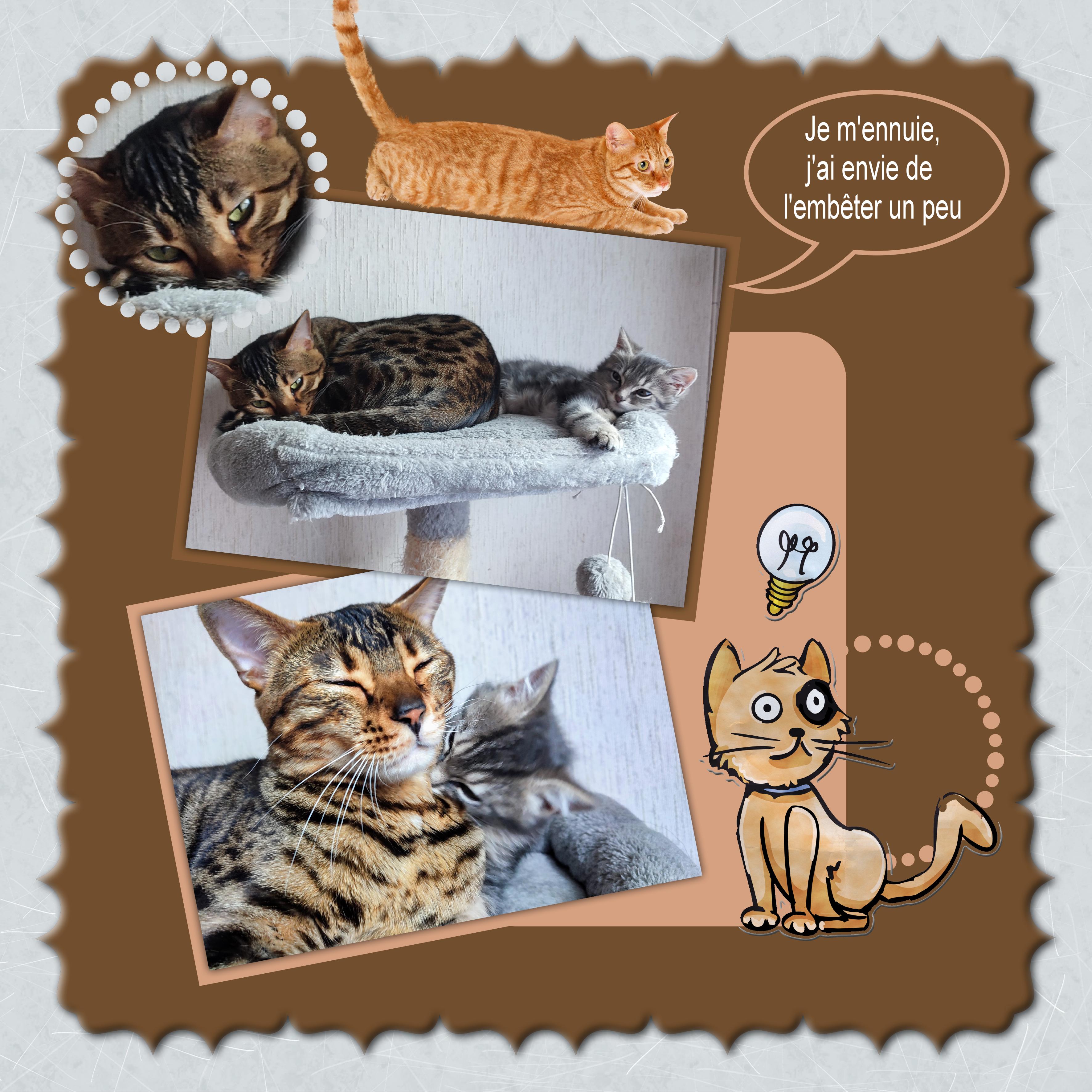 Raclette 05 03 2022.jpg