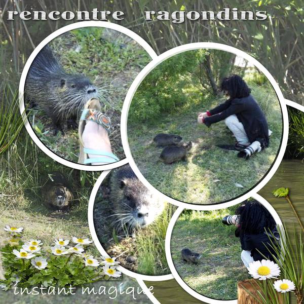 ragondins-nadine_