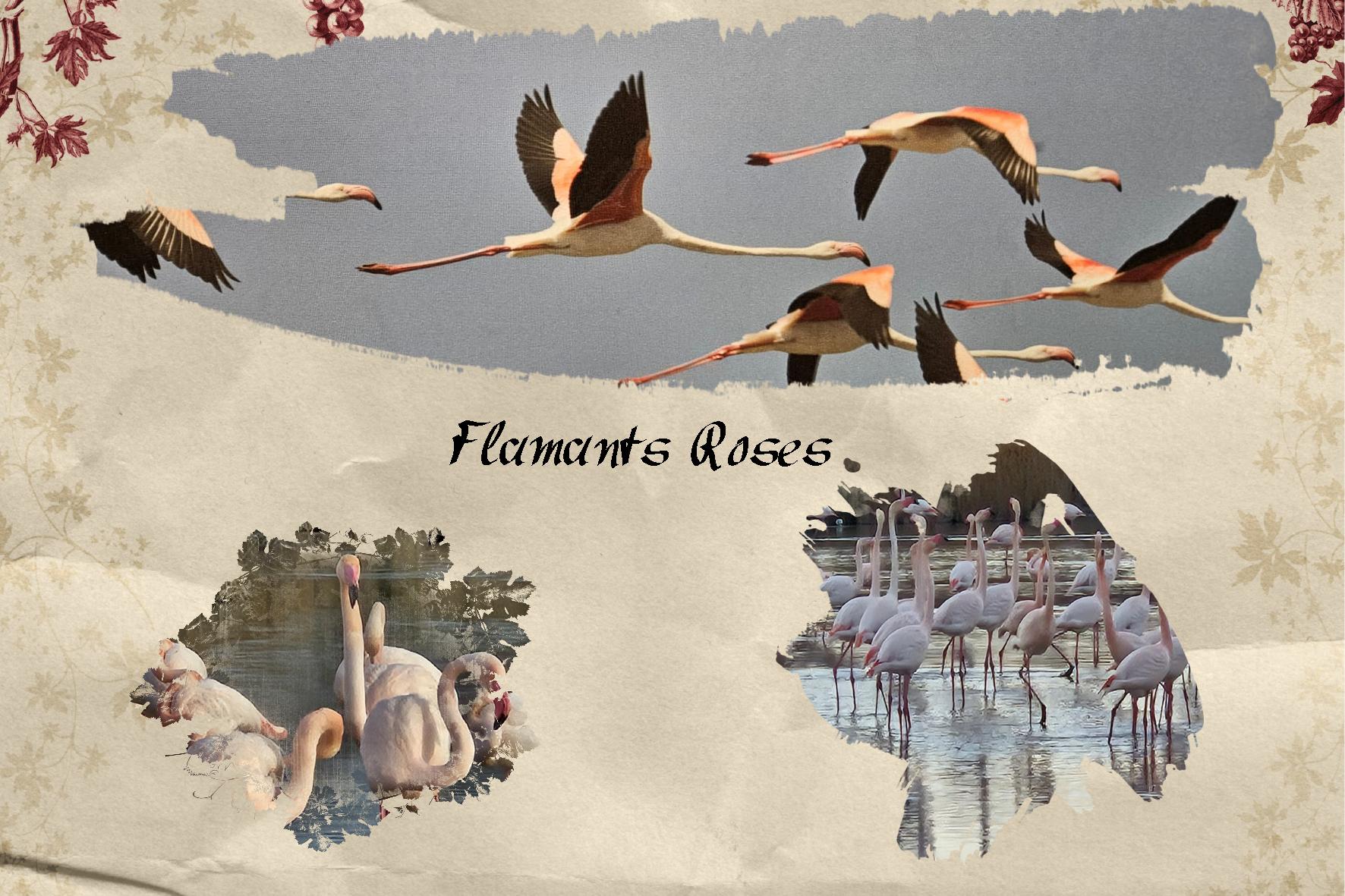 Realisation_du_04-02-26 FLAMANTS ROSES.jpg