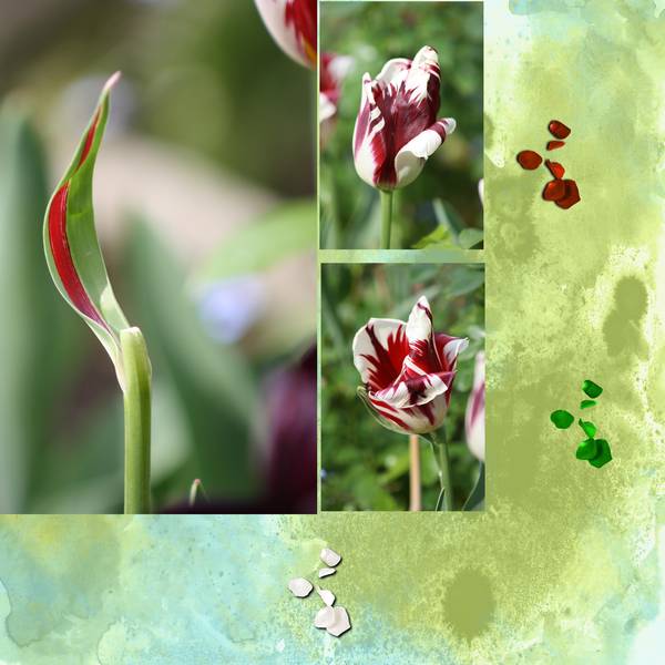 Realisation_du_05-05-14_morceau_de_tulipes