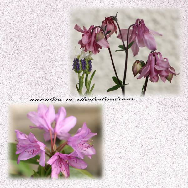 Realisation_du_06-05-14_ancolies_et_rhododindrons