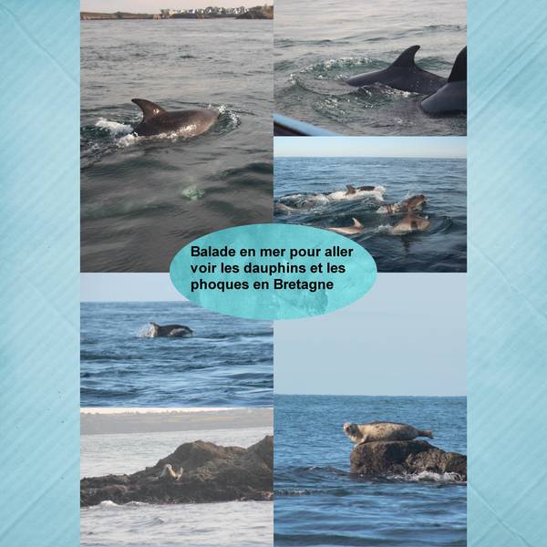 Realisation_du_07-10-14_phoque_et_dauphin