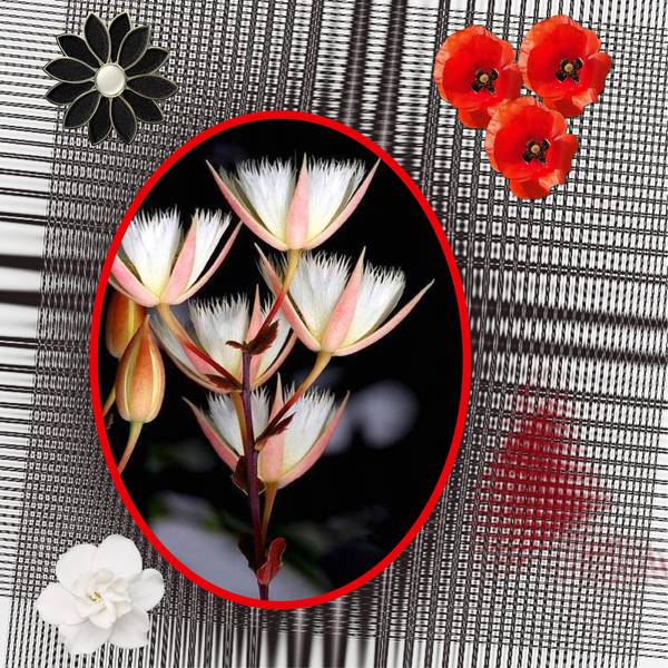 Realisation_du_17-02-14__4_