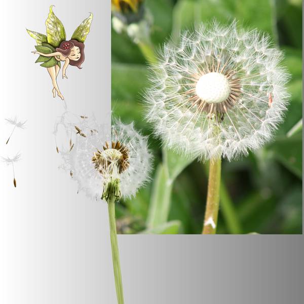 Realisation_du_17-04-14_fleur_de_pissenlit
