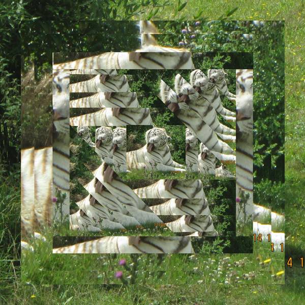 Realisation_du_18-08-14_tigre_