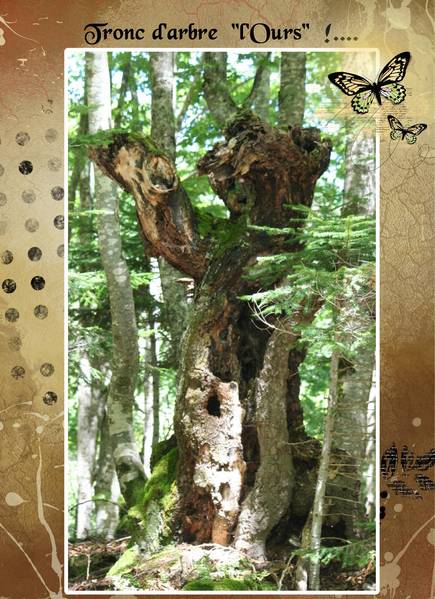 Realisation_du_26-03-14____Ours