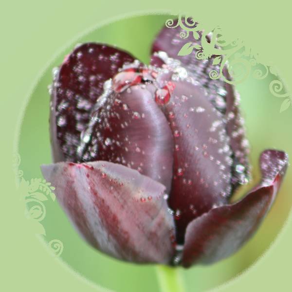 Realisation_du_27-04-14ma_tulipe_pourpre_couverte_de_gouttes_de_pluie