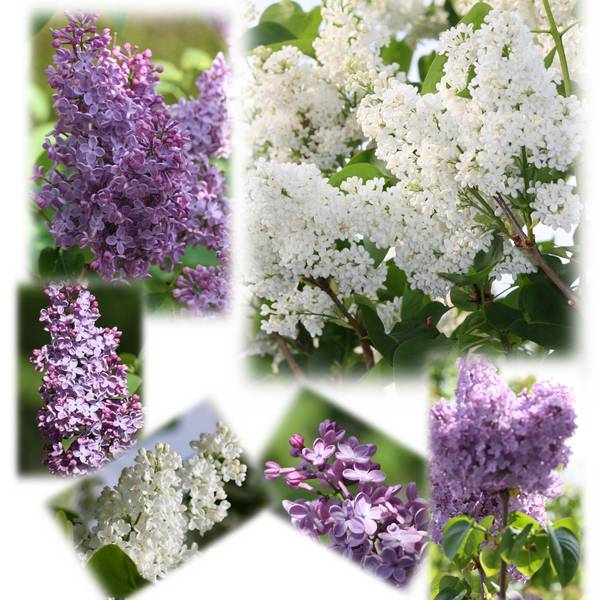 Realisation_du_30-04-14_mes_lilas