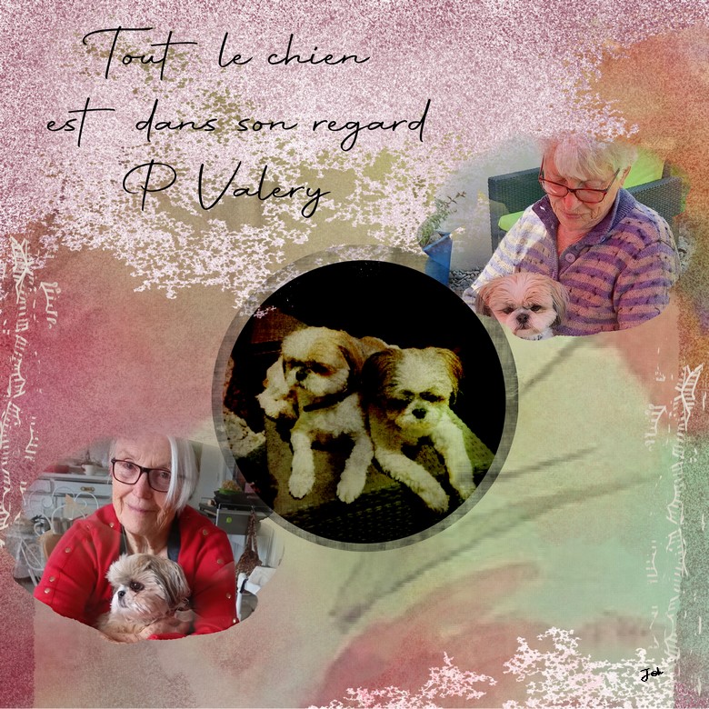 regard de chiens.jpg