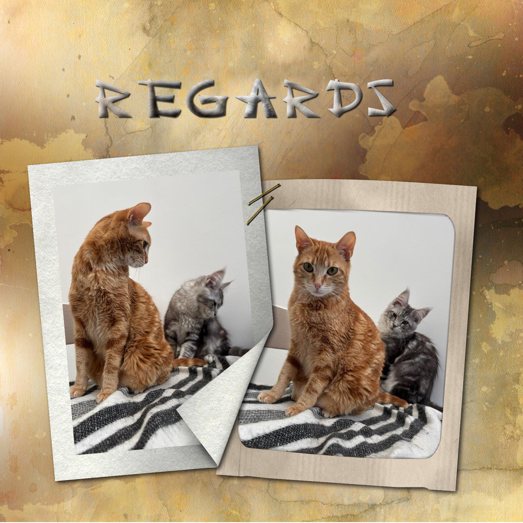 regard.jpg