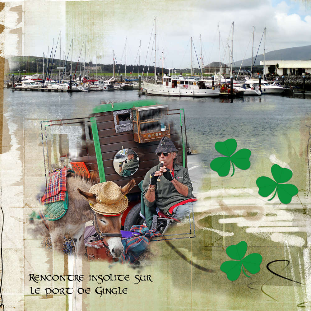 Rencontre insolite sur le port de Dingle