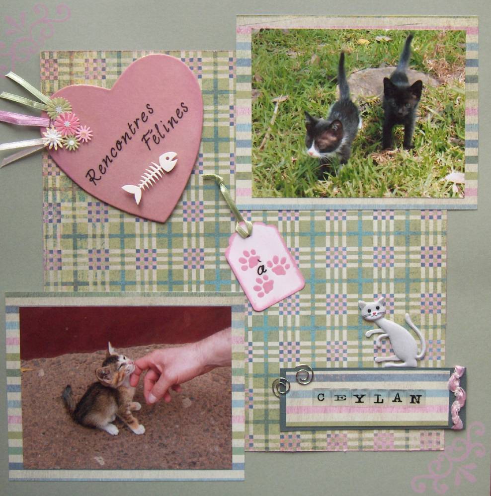 Rencontres félines