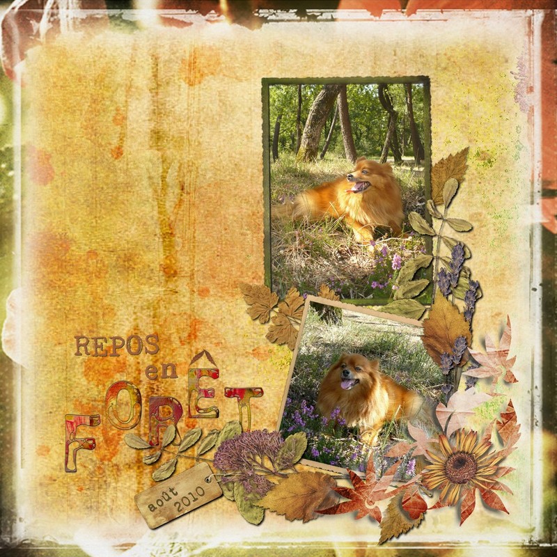 Repos dans la forêt