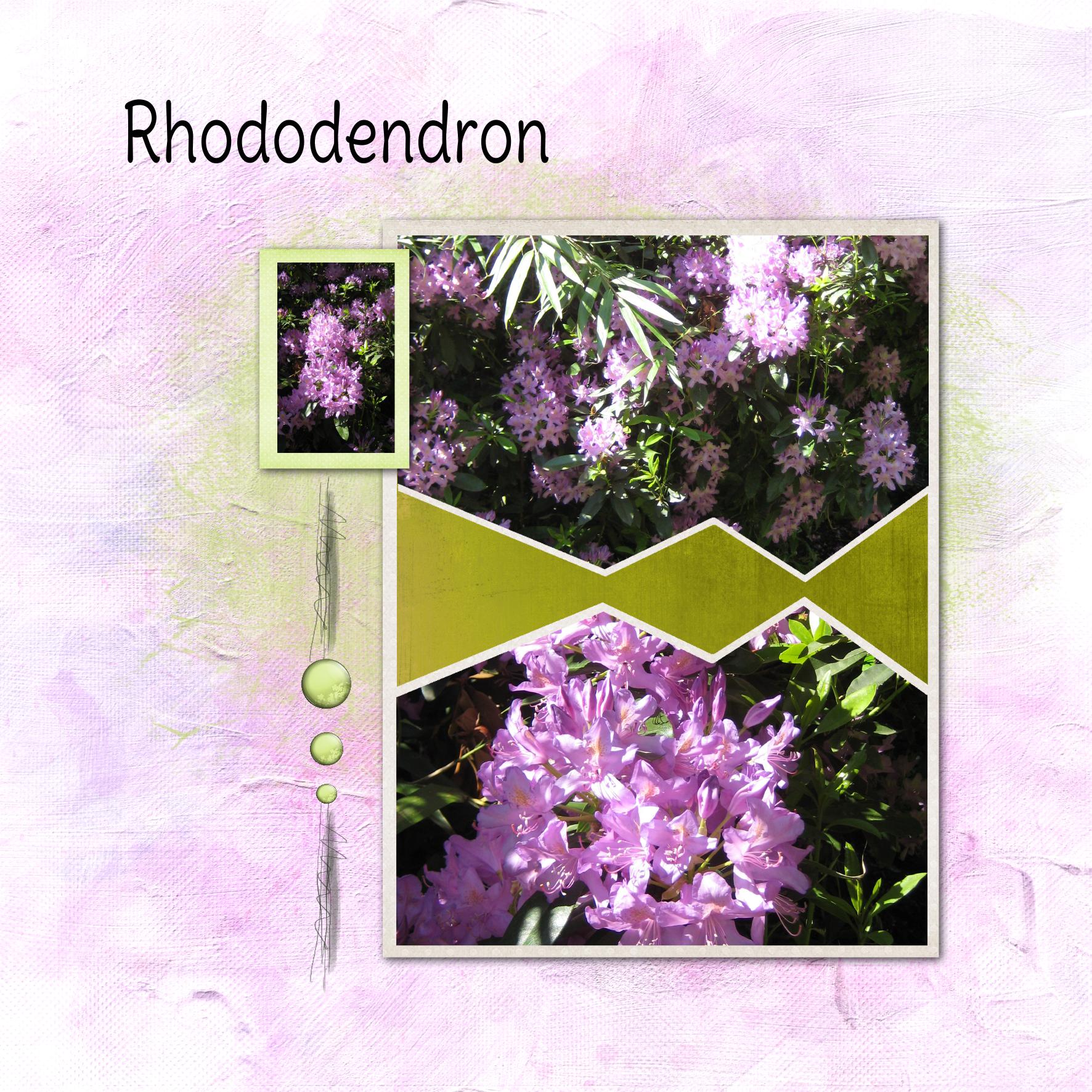 rhodo.jpg