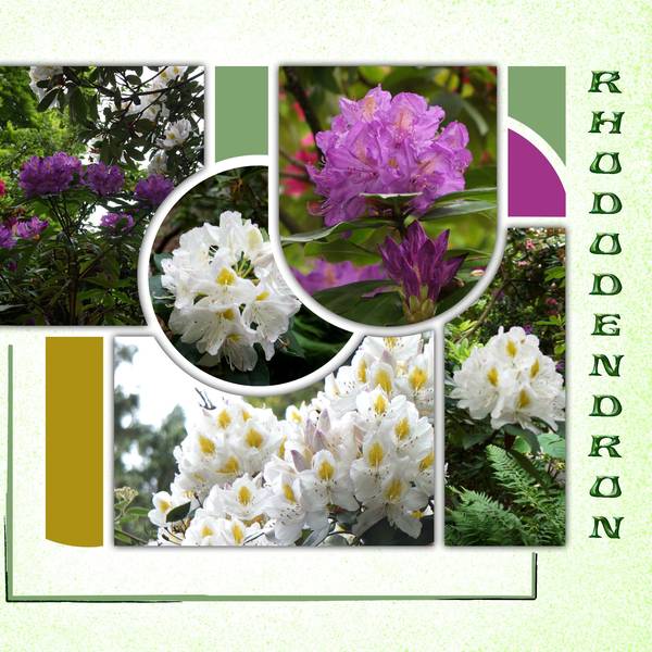Rhododendron